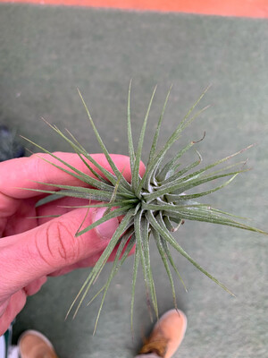 Tillandsia Ionantha Tillandsia Ionantha