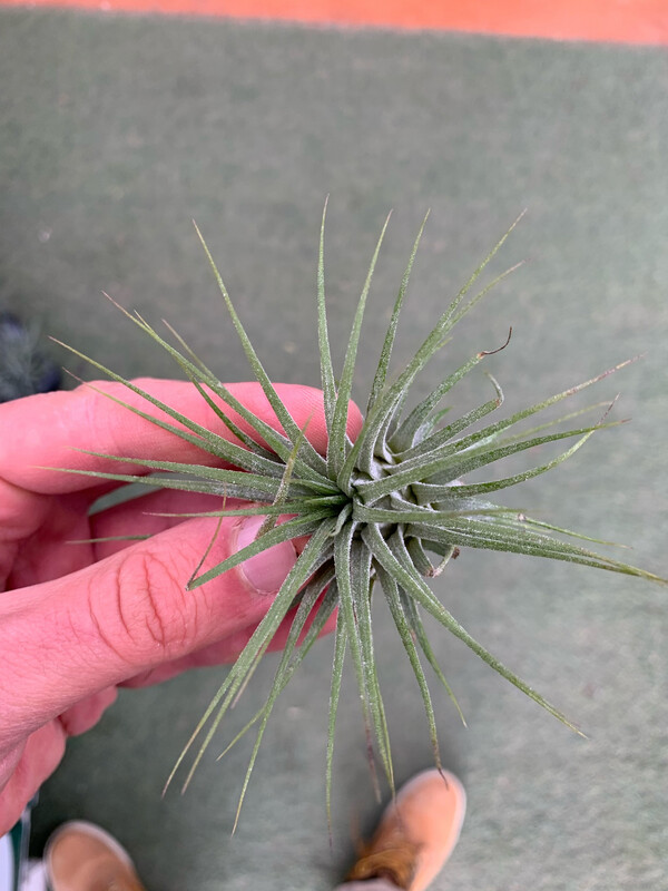 Tillandsia Ionantha Tillandsia Ionantha