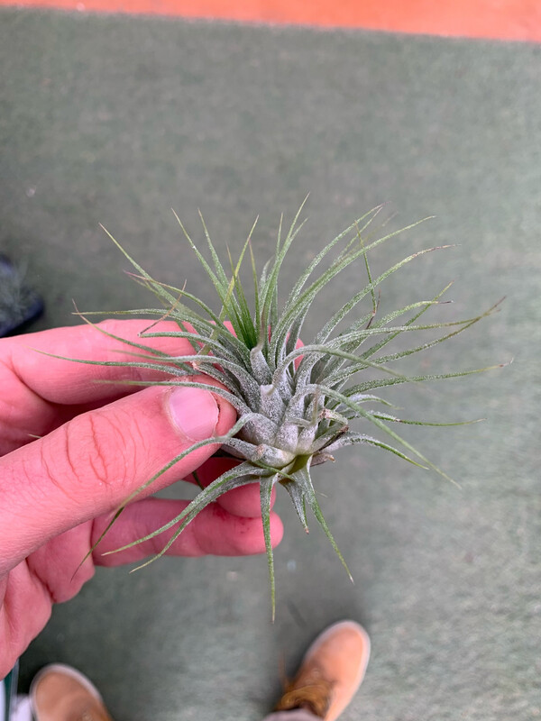 Tillandsia Ionantha