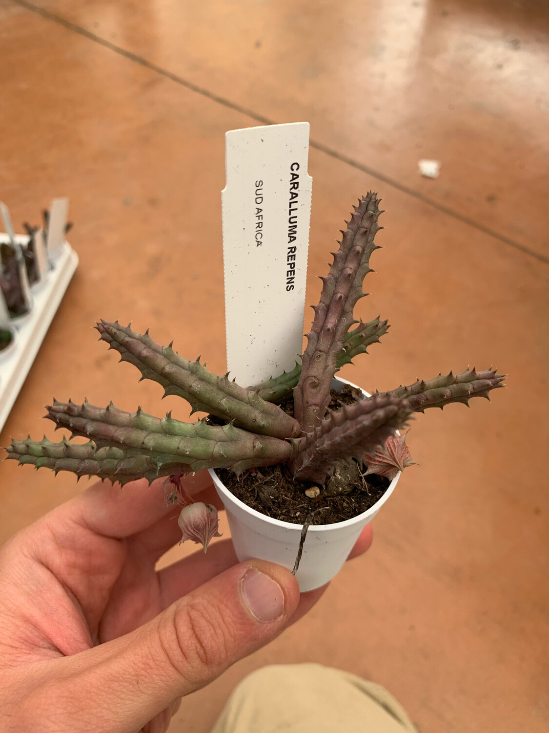 Stapelia Orba Caralluma Repens - vaso Ø5,5 cm Stapelia Orba Caralluma Repens - vaso Ø5,5 cm