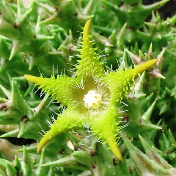 Stapelia, Orbea dummeri - vaso Ø5,5 cm