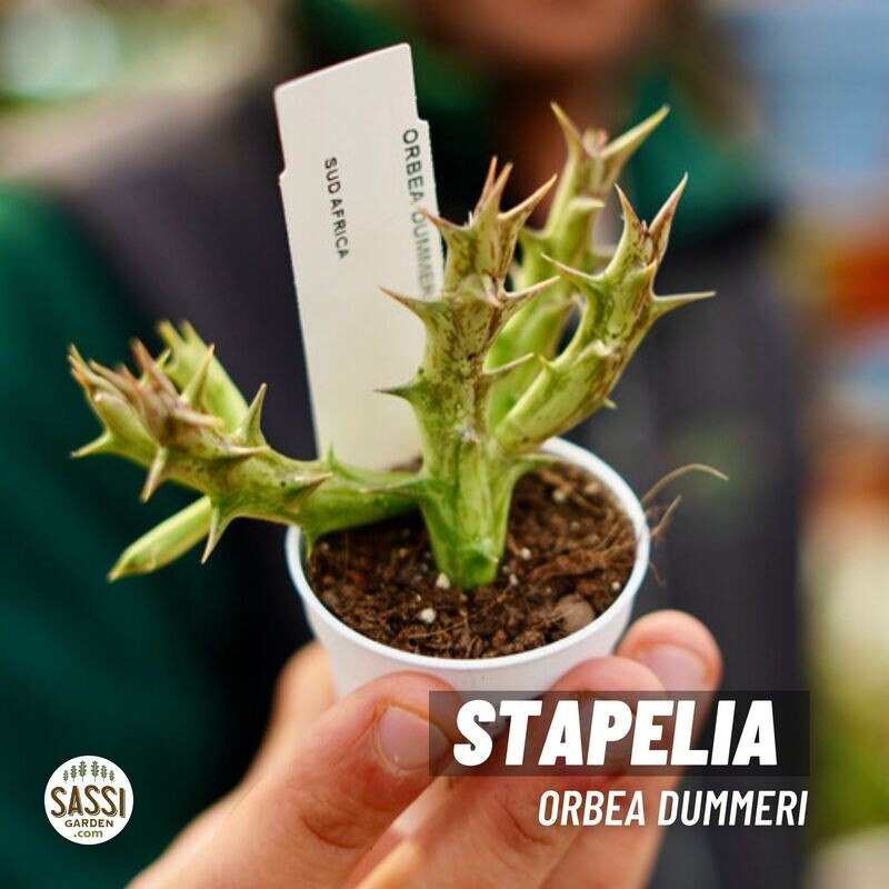 Stapelia, Orbea dummeri - vaso Ø5,5 cm Stapelia, Orbea dummeri - vaso Ø5,5 cm