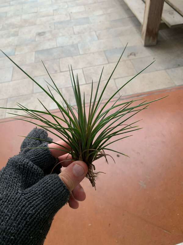 Tillandsia Stricta