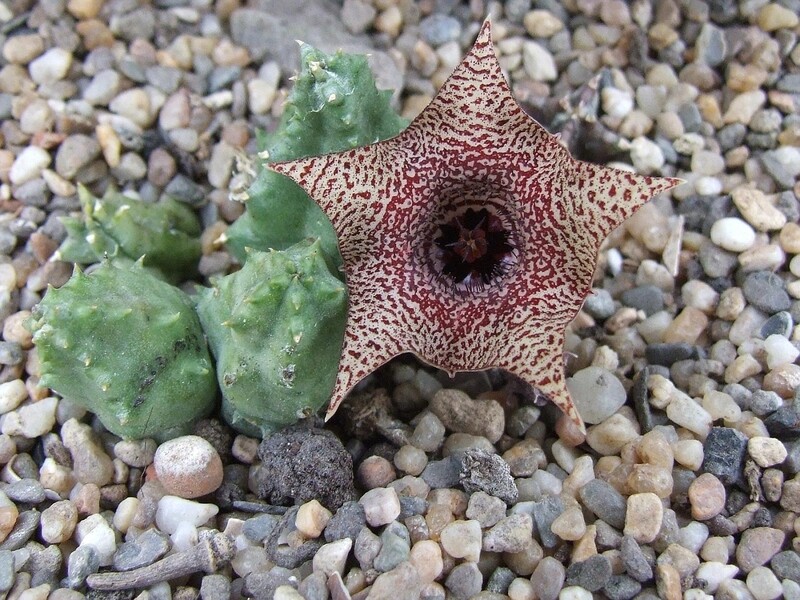Stapelia Huernia Piersii - vaso Ø5,5 cm