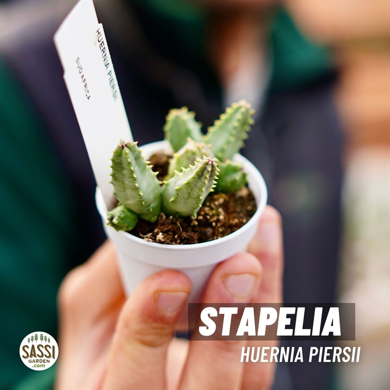 Stapelia Huernia Piersii - vaso Ø5,5 cm Stapelia Huernia Piersii - vaso Ø5,5 cm