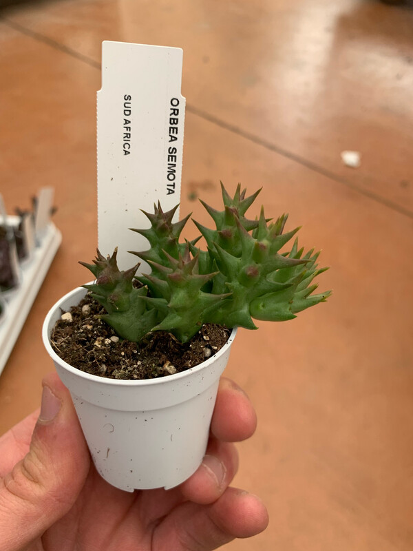 Stapelia, Orbea semota - vaso Ø5,5 cm