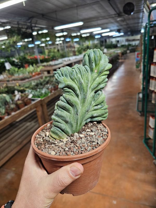 Myrtillocactus geometrizans forma cristata, Mirtillocactus crestato - vaso Ø12 cm