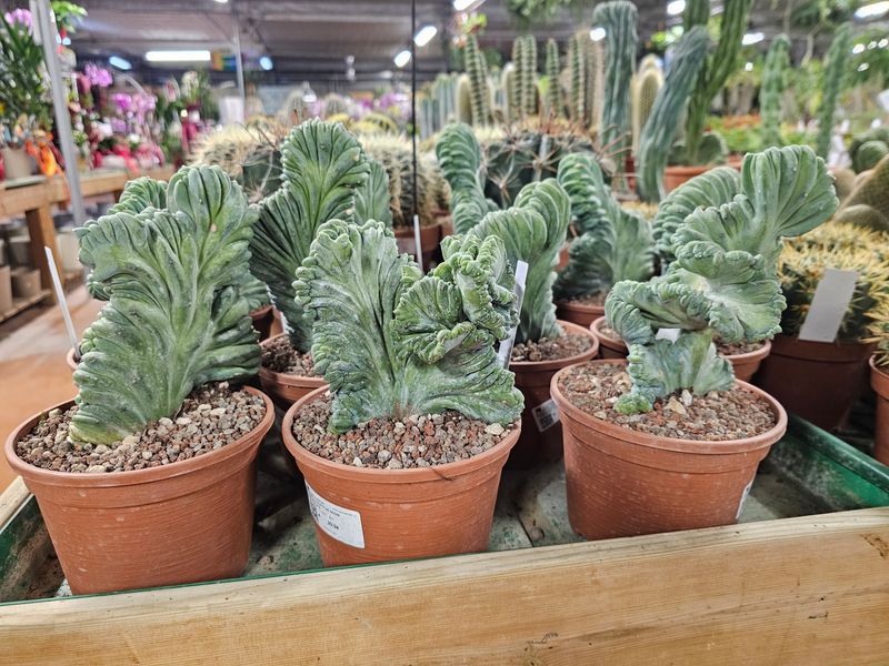 Myrtillocactus geometrizans forma cristata, Mirtillocactus crestato - vaso Ø12 cm