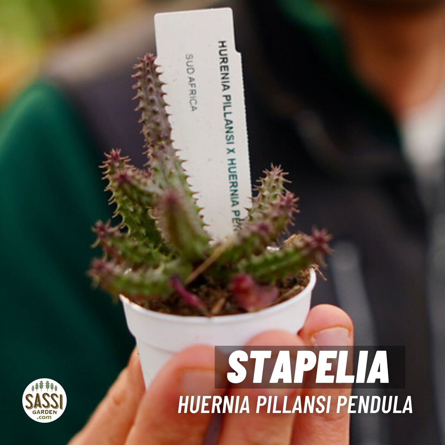 Stapelia, Huernia pillansi x pendula - vaso Ø5,5 cm