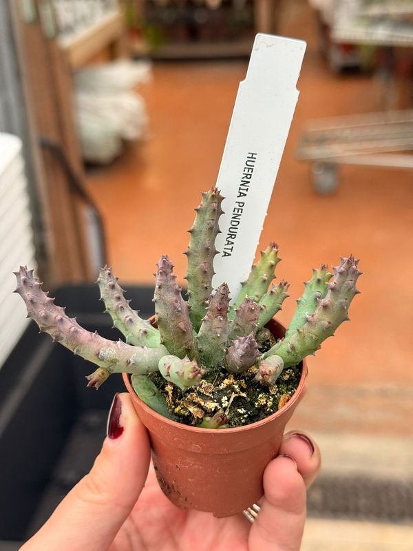Stapelia, Huernia pillansi x pendula - vaso Ø5,5 cm
