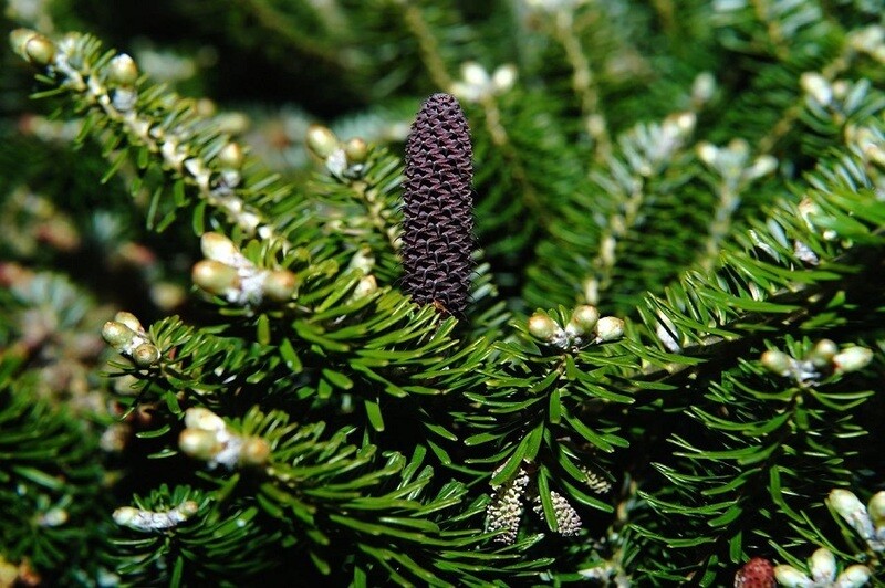 Abies Koreana, Abete Coreano - vaso Ø19 cm Abies Koreana, Abete Coreano - vaso Ø19 cm