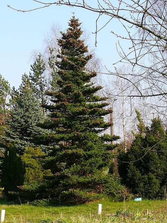 Abies Koreana, Abete Coreano - vaso Ø19 cm