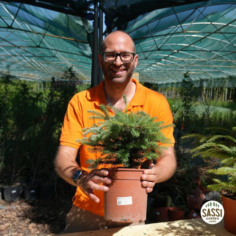Abies Koreana, Abete Coreano - vaso Ø19 cm