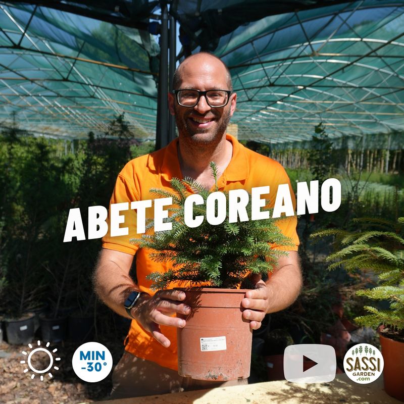 Abies Koreana, Abete Coreano - vaso Ø19 cm