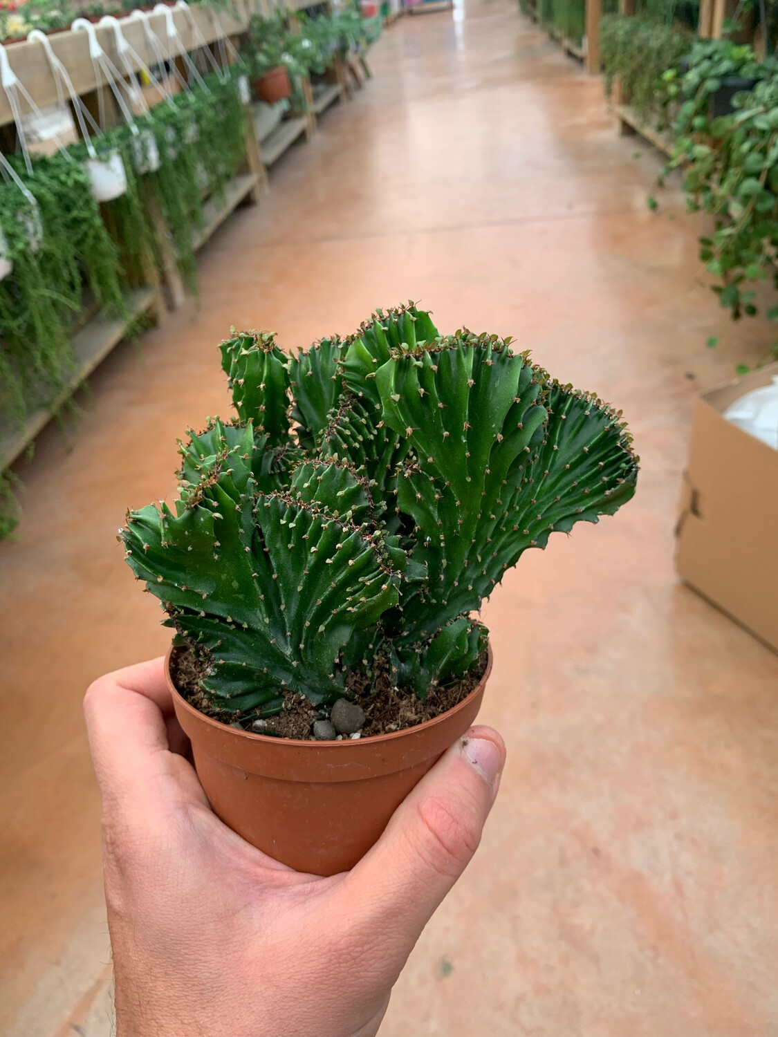 Euphorbia triangularis 'Crestata' - vaso Ø13 cm Euphorbia triangularis 'Crestata' - vaso Ø13 cm