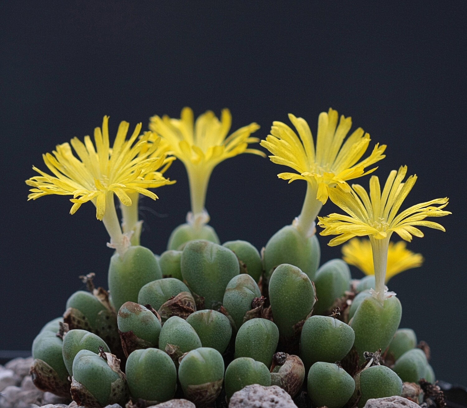 Conophytum Meyeri - vaso Ø5,5cm
