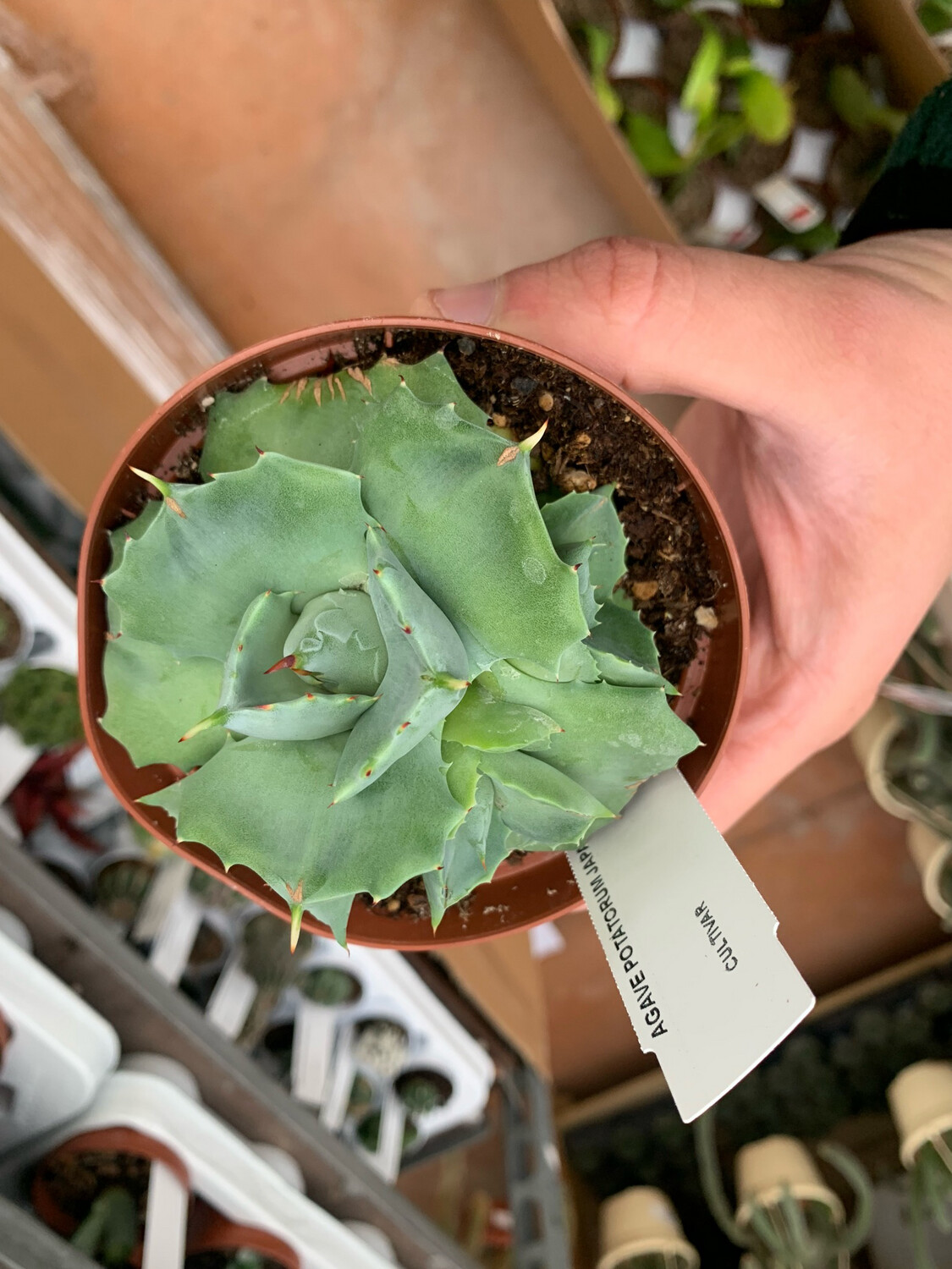 Agave Potatorum Shoji-Rijin, Japan, Pianta Succulenta, Pianta Grassa - vaso Ø10 cm Agave Potatorum Shoji-Rijin, Japan, Pianta Succulenta, Pianta Grassa - vaso Ø10 cm