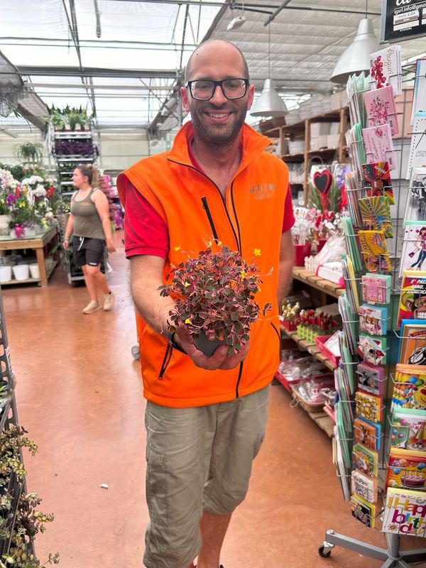 Oxalis spiralis ssp. vulcanicola 'Pink' - vaso Ø10 cm