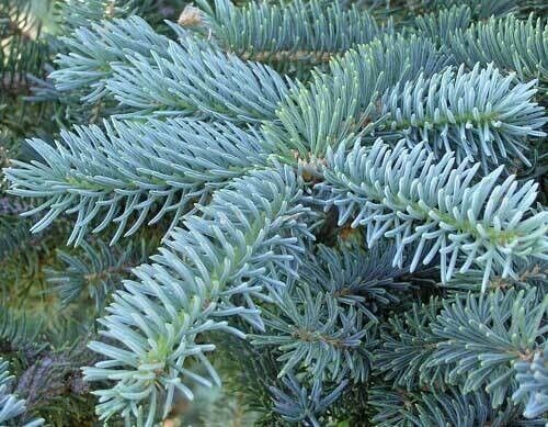 Abete Blu, Picea pungens 'Super Blue', Pino Argentato, Abete azzurro - vaso Ø23 cm