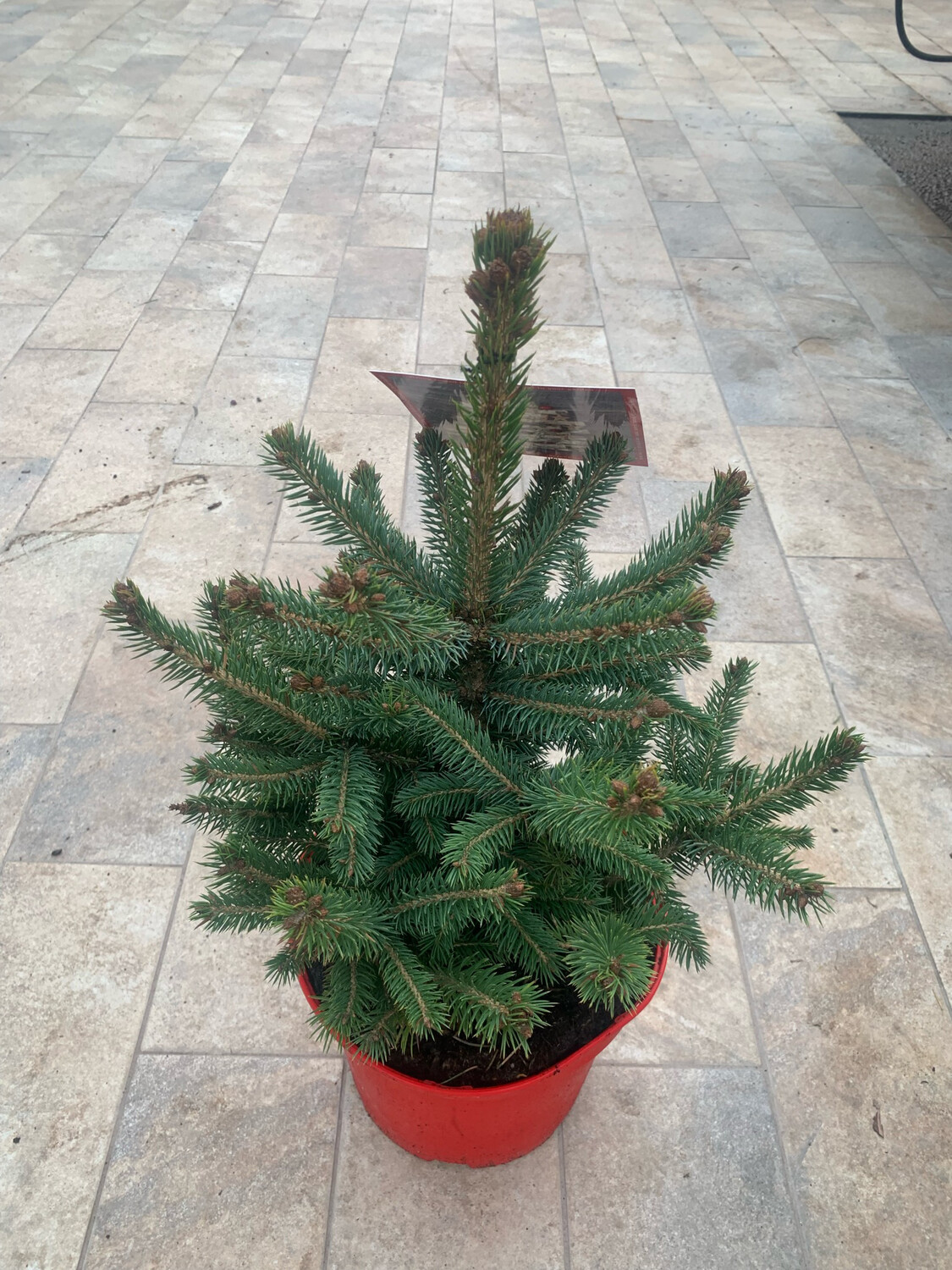 Abete Blu, Picea pungens 'Super Blue', Pino Argentato, Abete azzurro - vaso Ø23 cm Abete Blu, Picea pungens 'Super Blue', Pino Argentato, Abete azzurro - vaso Ø23 cm