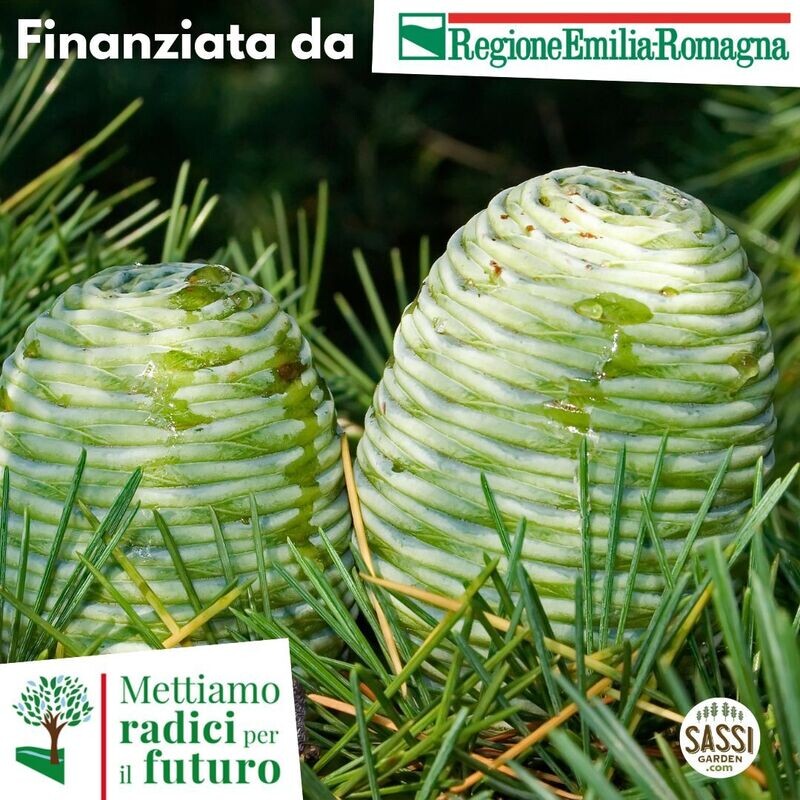 MRPF - Cedrus deodara, Cedro dell'Himalaya - (ALBERO in alveolo h 25-30