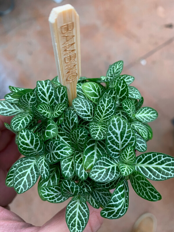 Fittonia Verschaffeltii - vaso Ø5,5 cm Fittonia Verschaffeltii - vaso Ø5,5 cm