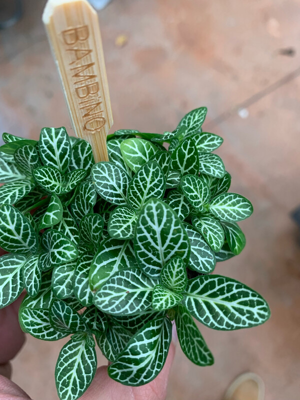 Fittonia Verschaffeltii - vaso Ø5,5 cm