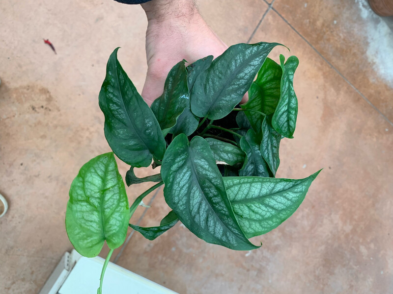 Monstera siltepecana - vaso Ø12 cm