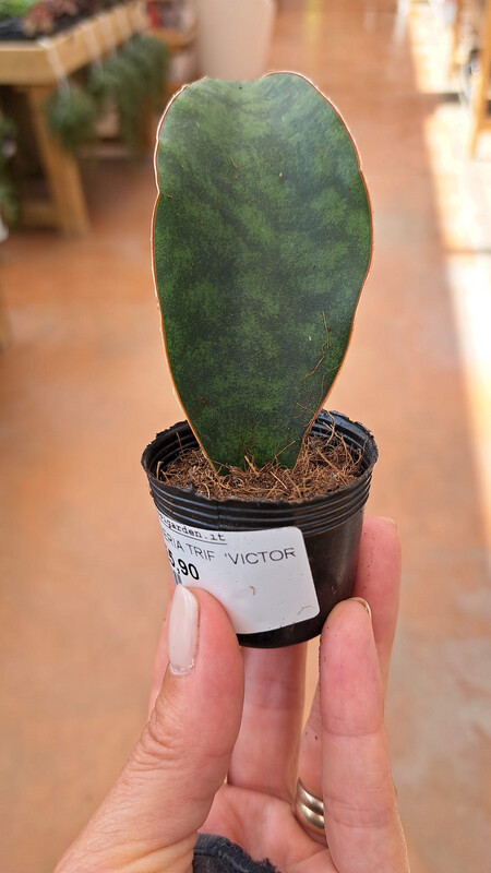 Sansevieria trifasciata 'Victoria', Lingua di suocera - vaso Ø8 cm