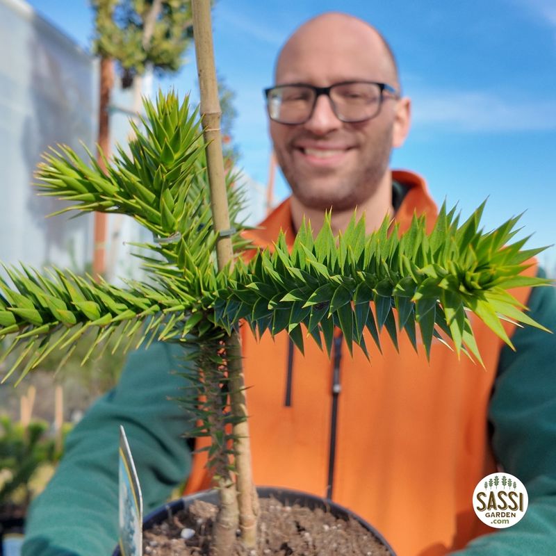 Araucaria Araucana, Pino del Cile - vaso Ø19 cm