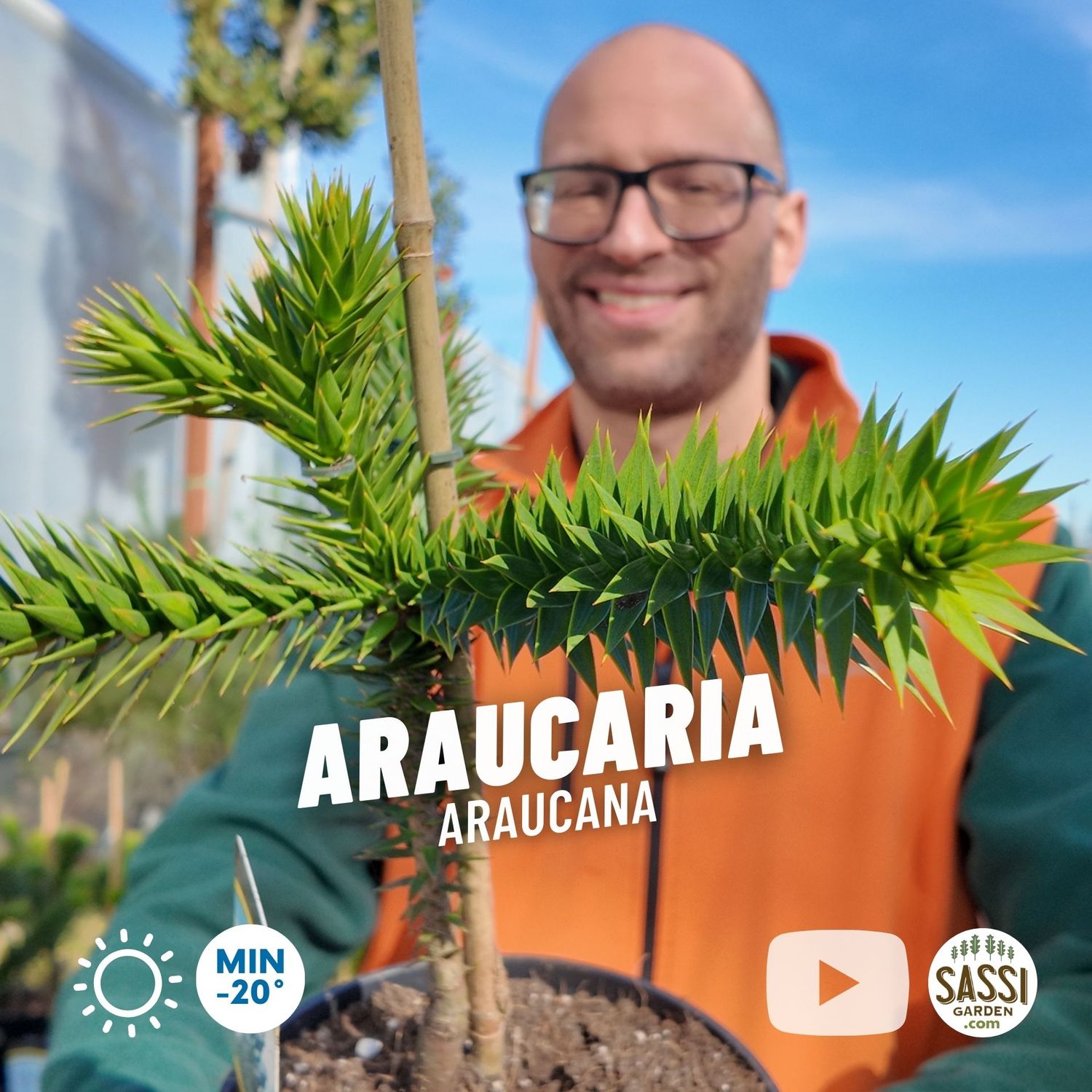 Araucaria Araucana, Pino del Cile - vaso Ø19 cm