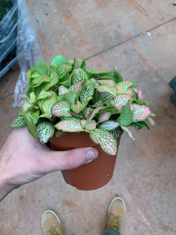 Fittonia 'Ruby Lime' - vaso Ø12 cm