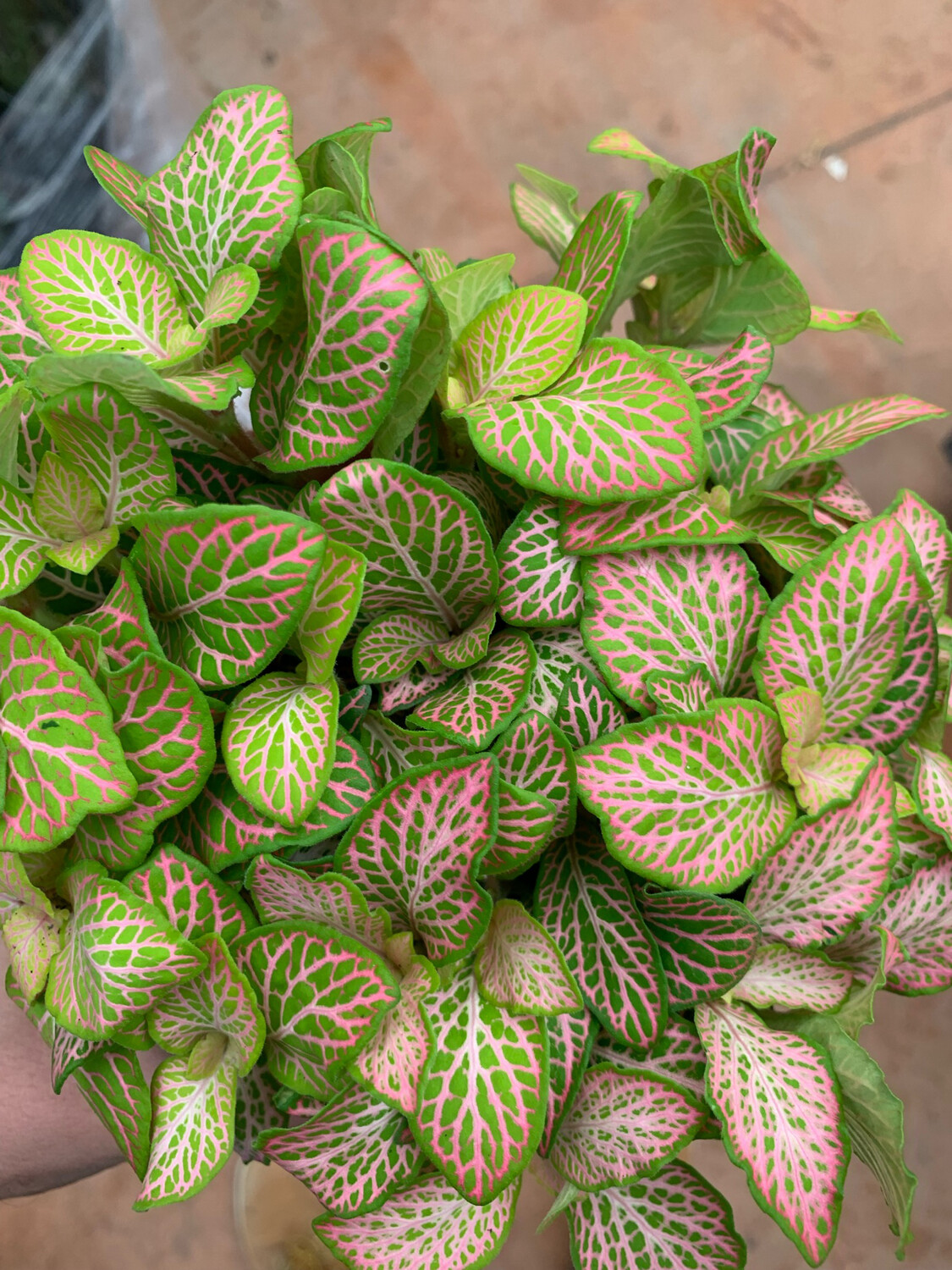 Fittonia 'Ruby Lime' - vaso Ø12 cm