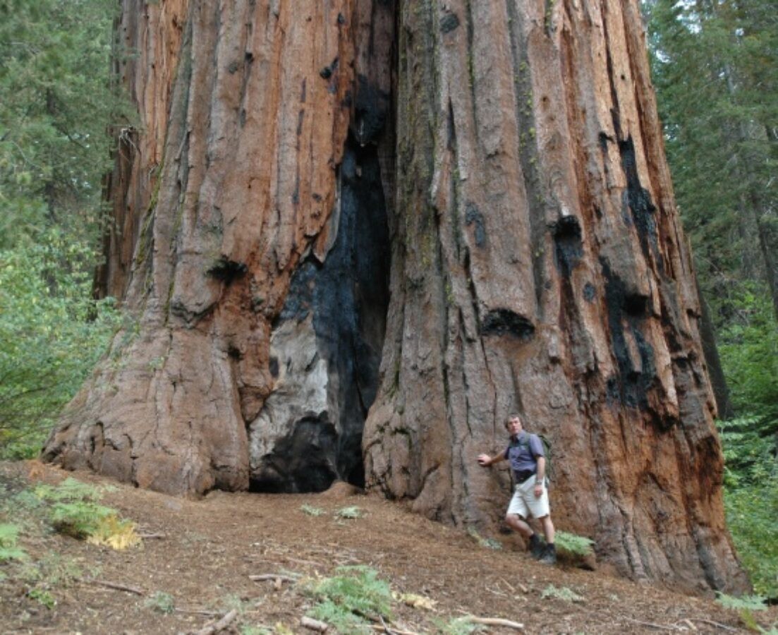 Wellingtonia, Sequoia Gigante, Sequoiadendron giganteum - vaso Ø19 cm