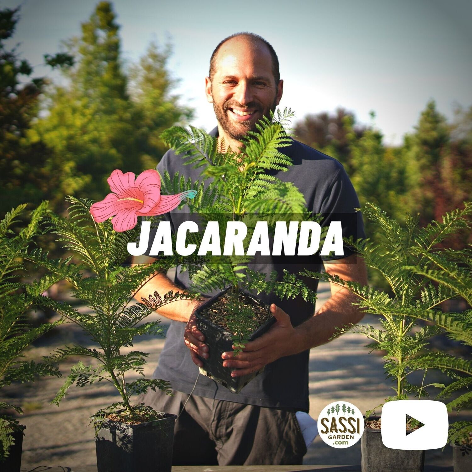Jacaranda mimosifolia, Albero Glicine, Albero dei violini - vaso 13x13x22 cm, h 160cm Jacaranda mimosifolia, Albero Glicine, Albero dei violini - vaso 13x13x22 cm, h 160cm