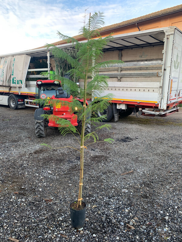 Jacaranda mimosifolia, Albero Glicine, Albero dei violini - vaso 13x13x22 cm, h 160cm