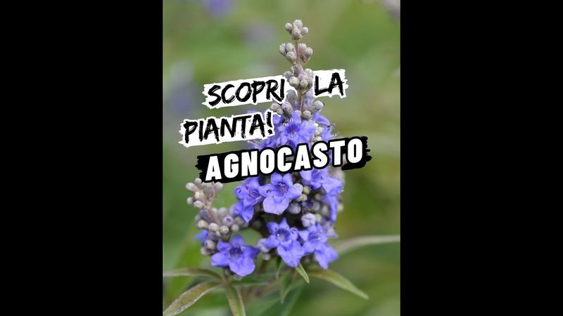 Agnocasto, Vitex agnus-castus - vaso Ø18 cm