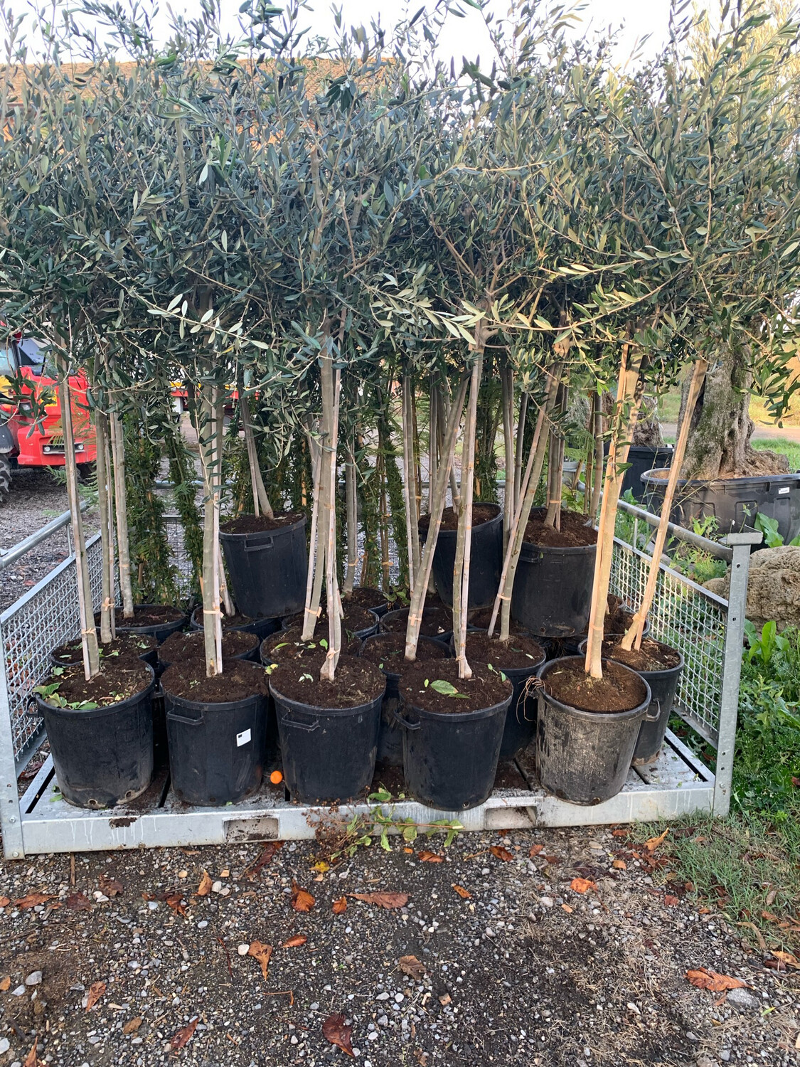 Ulivo Olivo Frantoio, Olea europaea var. Frantoio - vaso Ø40 cm