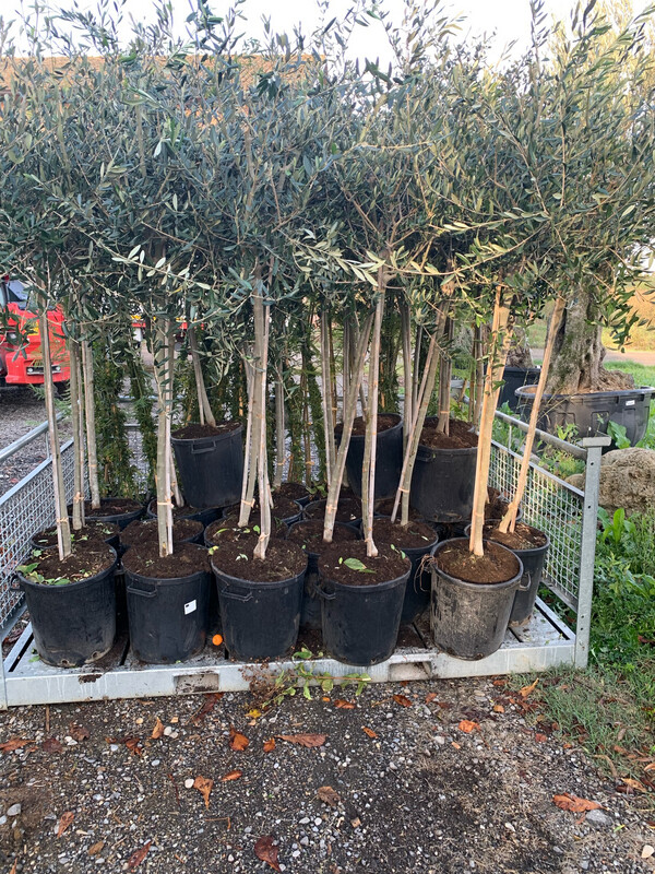 Ulivo Olivo Frantoio, Olea europaea var. Frantoio - vaso Ø40 cm