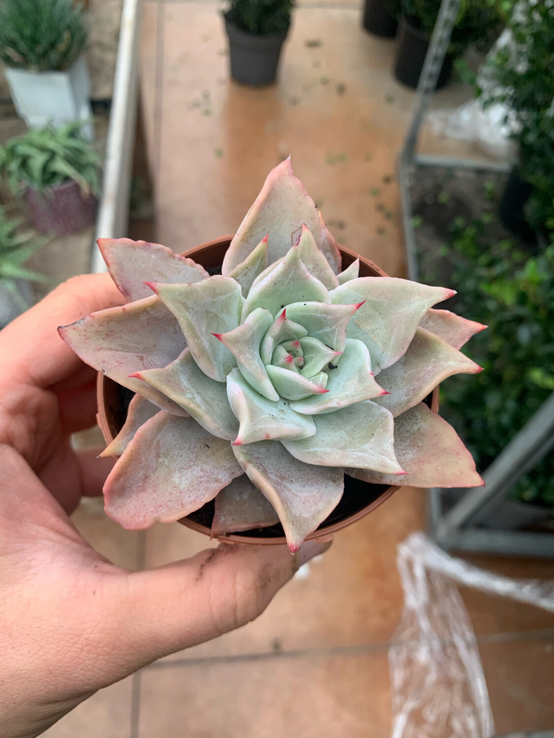 Echeveria spp. 'Madiba' - vaso Ø8 cm Echeveria spp. 'Madiba' - vaso Ø8 cm