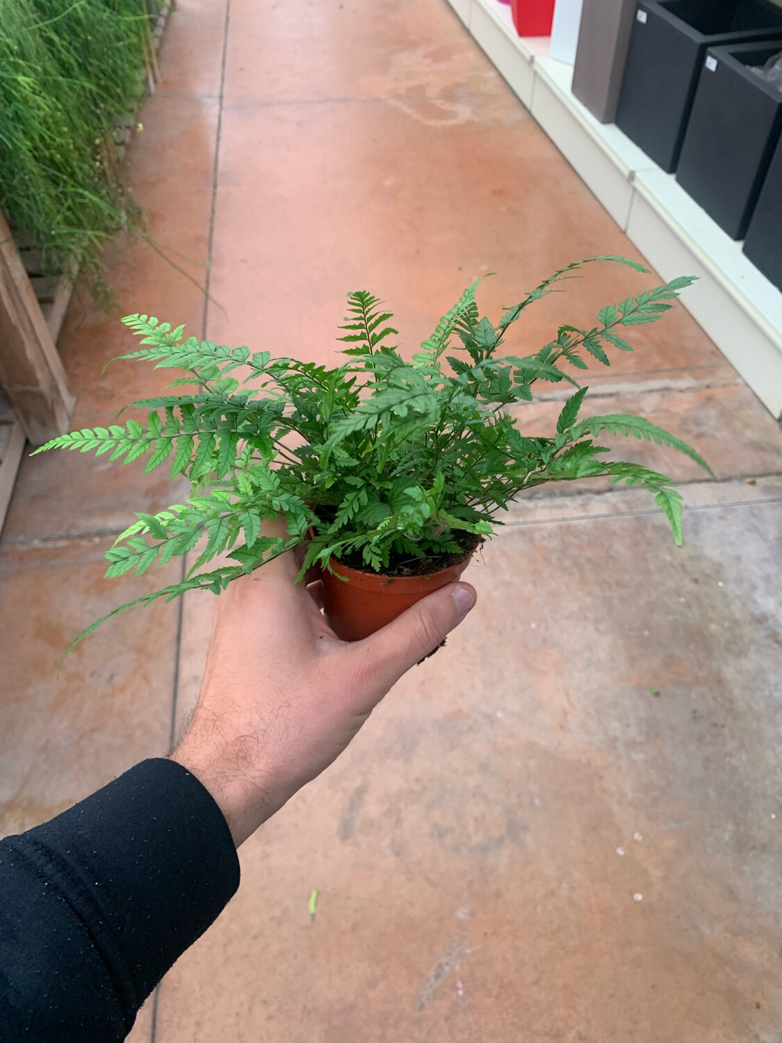 Felce, Athyrium Spicatum - vaso Ø9 cm