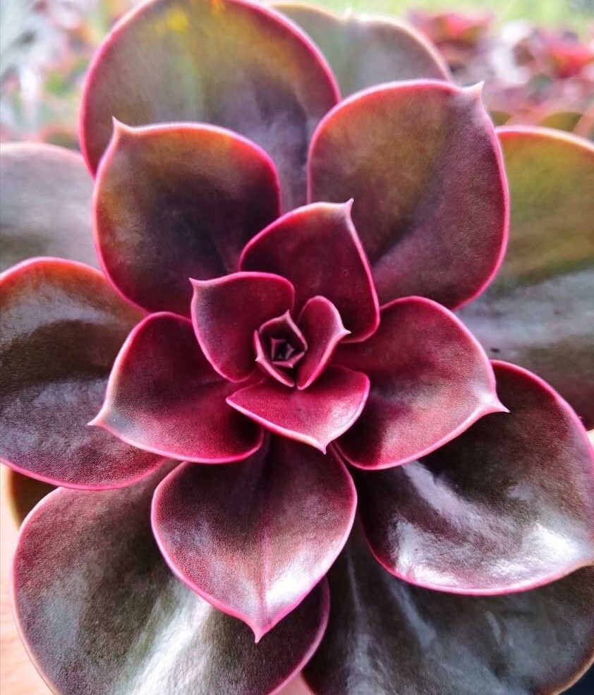 Echeveria spp. 'Red Ruby' - vaso Ø12 cm Echeveria spp. 'Red Ruby' - vaso Ø12 cm