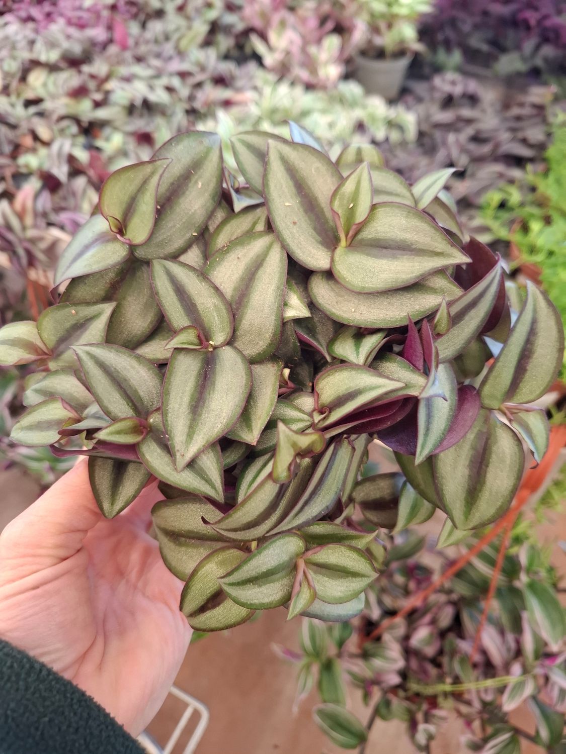 Tradescantia Zebrina Purpusii, Erba miseria, Tradescanzia - vaso Ø12 cm Foto Dicembre 2025