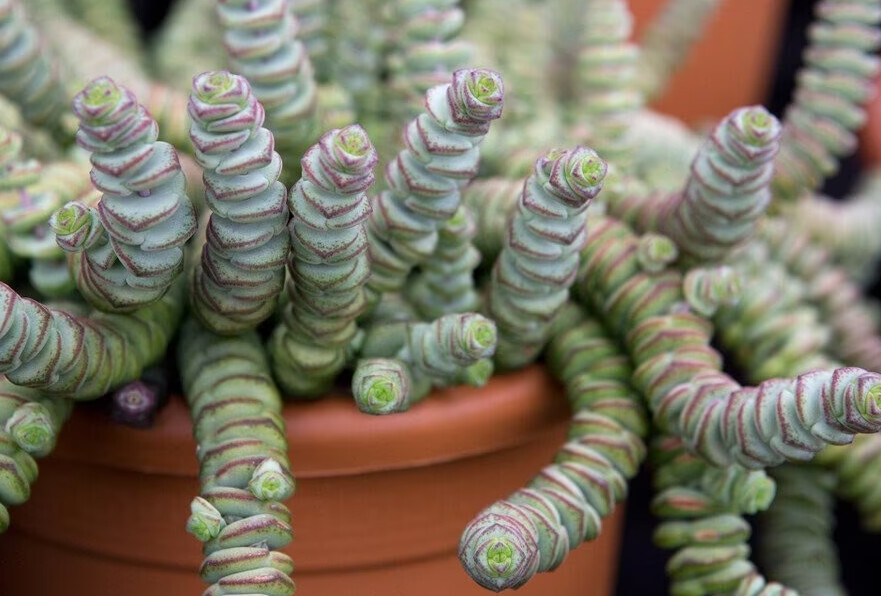 Crassula Marnieriana - vaso Ø8,5 cm Crassula Marnieriana - vaso Ø8,5 cm