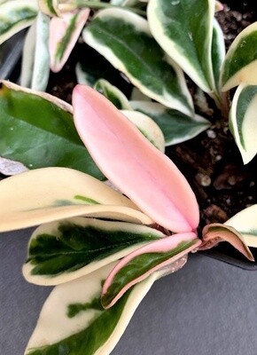 Hoya carnosa 'Suzie Q' - vaso Ø12 cm, h 41 cm fuori vaso