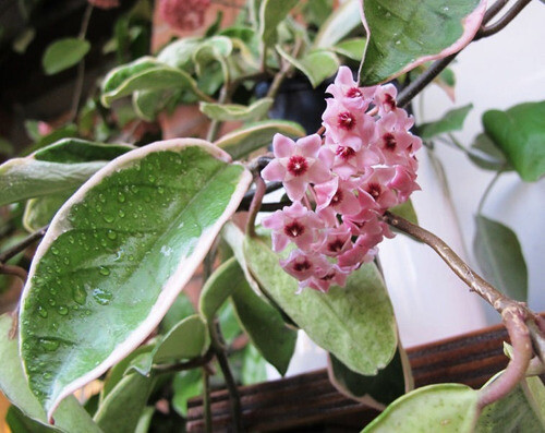 Hoya carnosa 'Suzie Q' - vaso Ø12 cm, h 41 cm fuori vaso Hoya carnosa 'Suzie Q' - vaso Ø12 cm, h 41 cm fuori vaso