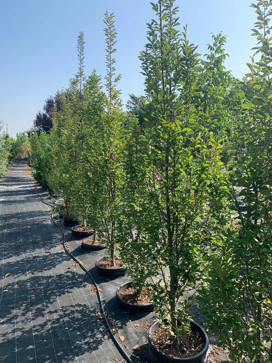 Carpinus betulus 'Pyramidalis', Carpino piramidale 'Fastigiata' - VP. 50