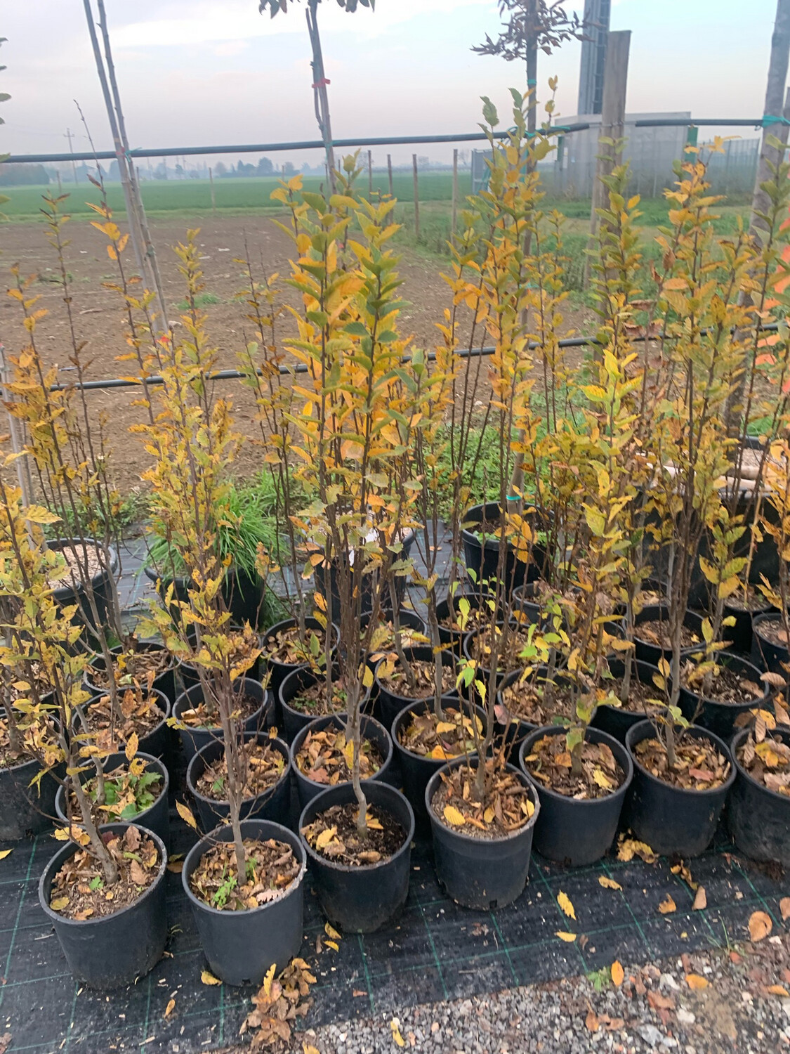 Carpinus betulus 'Pyramidalis', Carpino piramidale 'Fastigiata' - VP. 26 cm, h 120 cm fuori vaso Carpinus betulus 'Pyramidalis', Carpino piramidale 'Fastigiata' - VP. 26 cm, h 120 cm fuori vaso