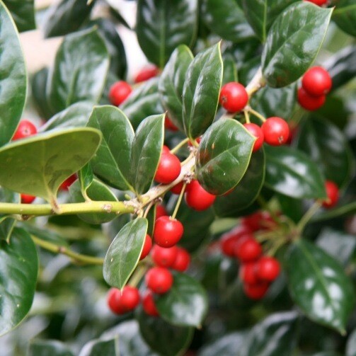 Ilex 'Nelly Stevens', cespuglio - vaso Ø32 cm Ilex 'Nelly Stevens', cespuglio - vaso Ø32 cm