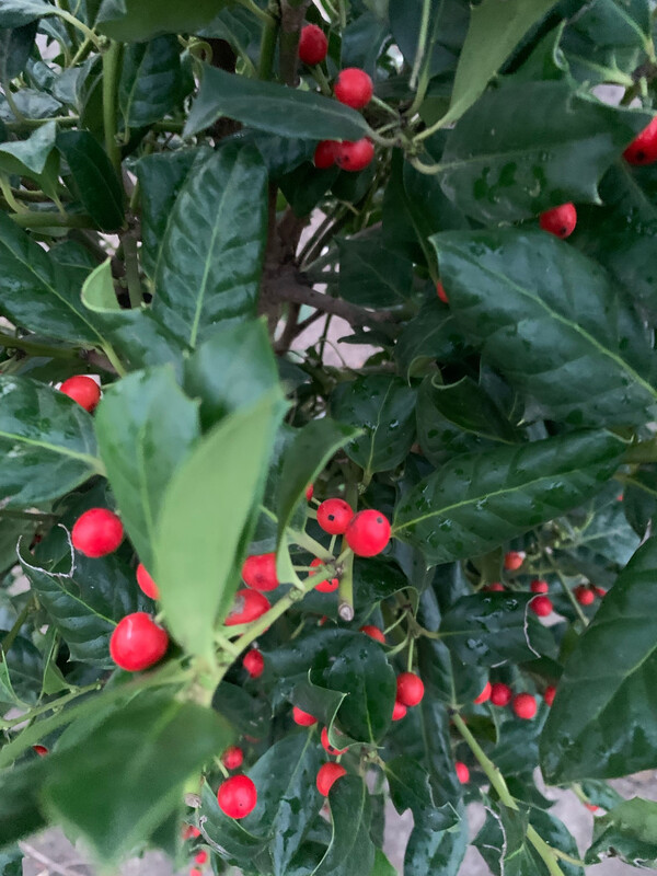 Ilex 'Nelly Stevens', cespuglio - vaso Ø32 cm